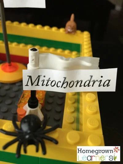 LEGO Animal Cell Homegrown Learners